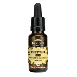 7 - CHESTNUT BUD/BOURG.DE...