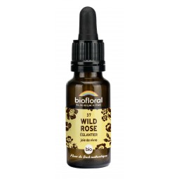 37 - WILD ROSE/ÉGLANTIER...