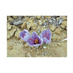 CARTE POSTALE FLEUR DE SAFRAN