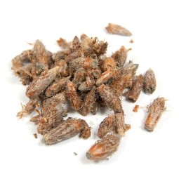 PIN SYLVESTRE BOURGEON - 100 g