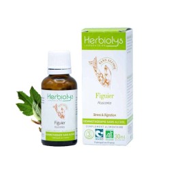 FIGUIER BOURGEON BIO SANS...