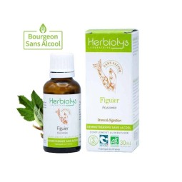 FIGUIER BOURGEON BIO SANS...